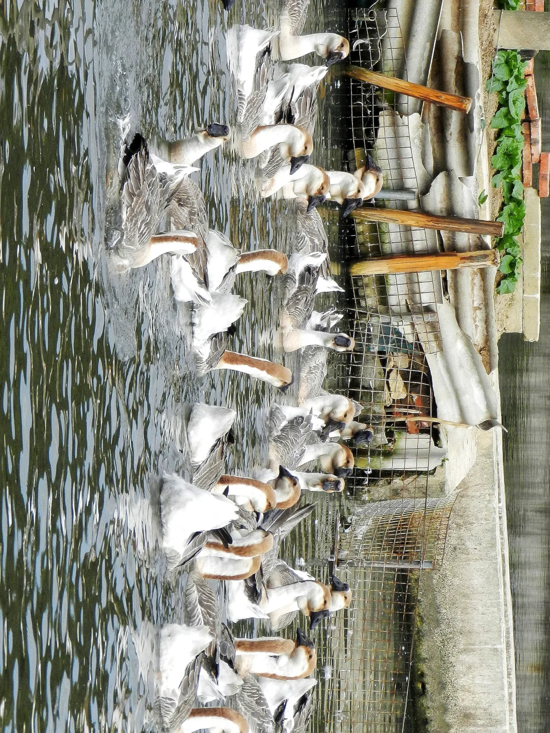 潜入澄海狮头鹅养殖场!