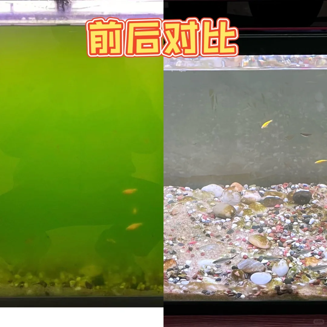 10天的努力绿水缸终于变清澈了