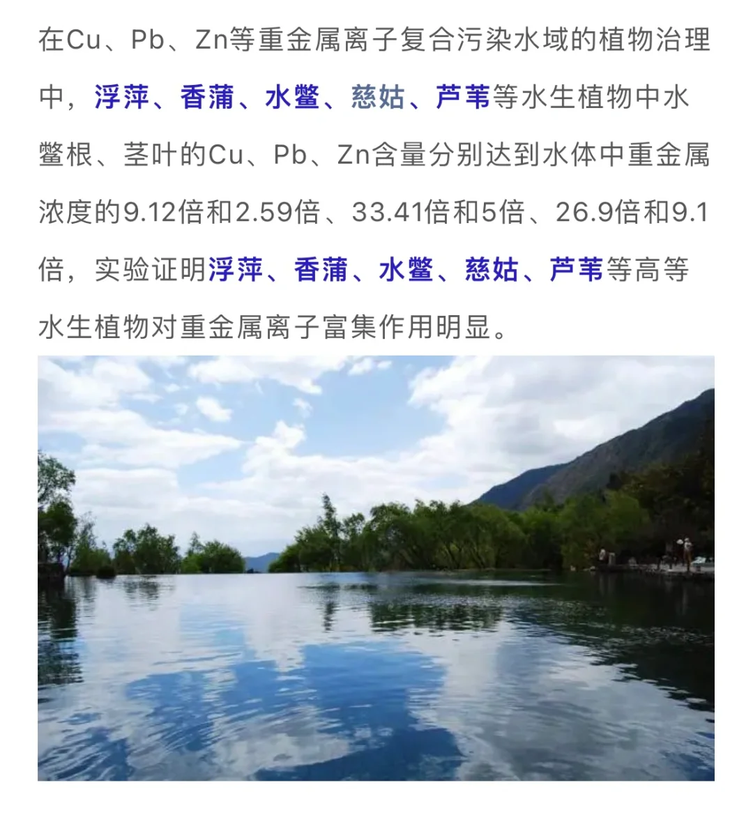 水生植物在水体修复中的妙用……