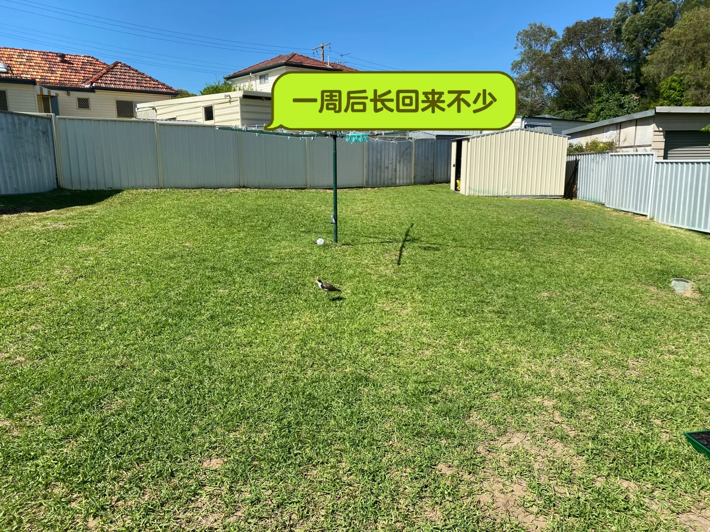 草坪修复与补给