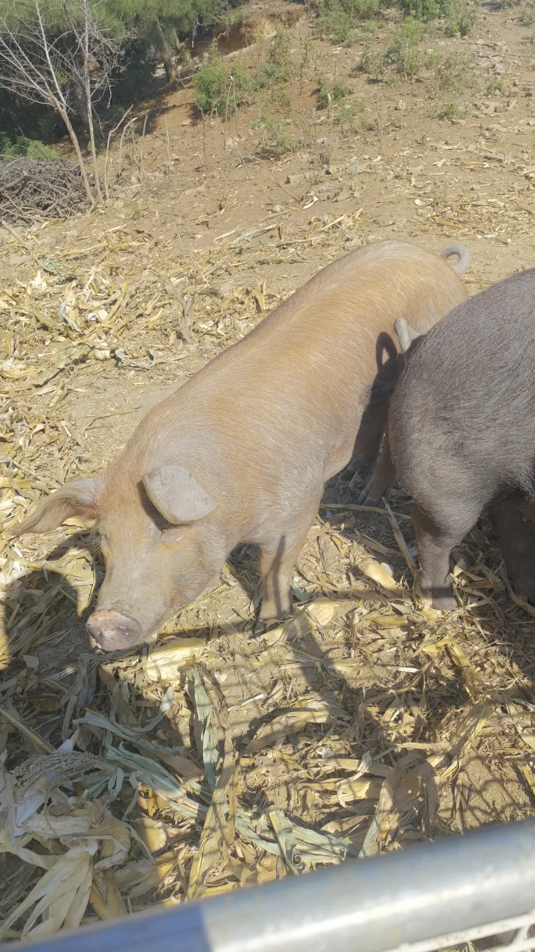 跑山黑猪肉寻合作伙伴