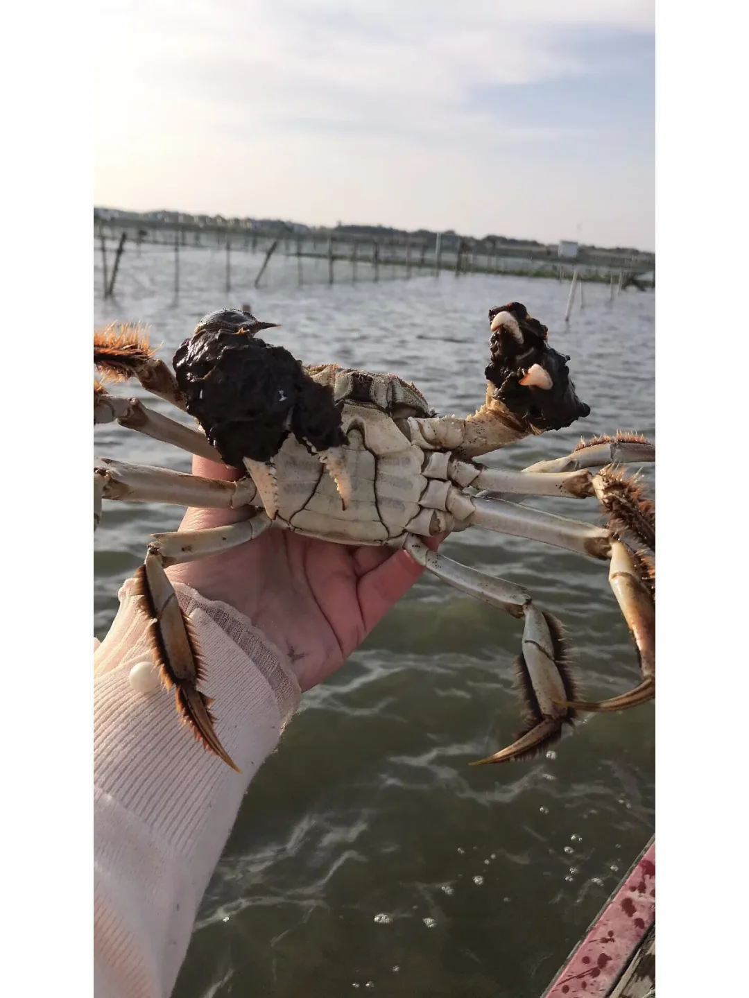 我们家大闸蟹都是自产自销