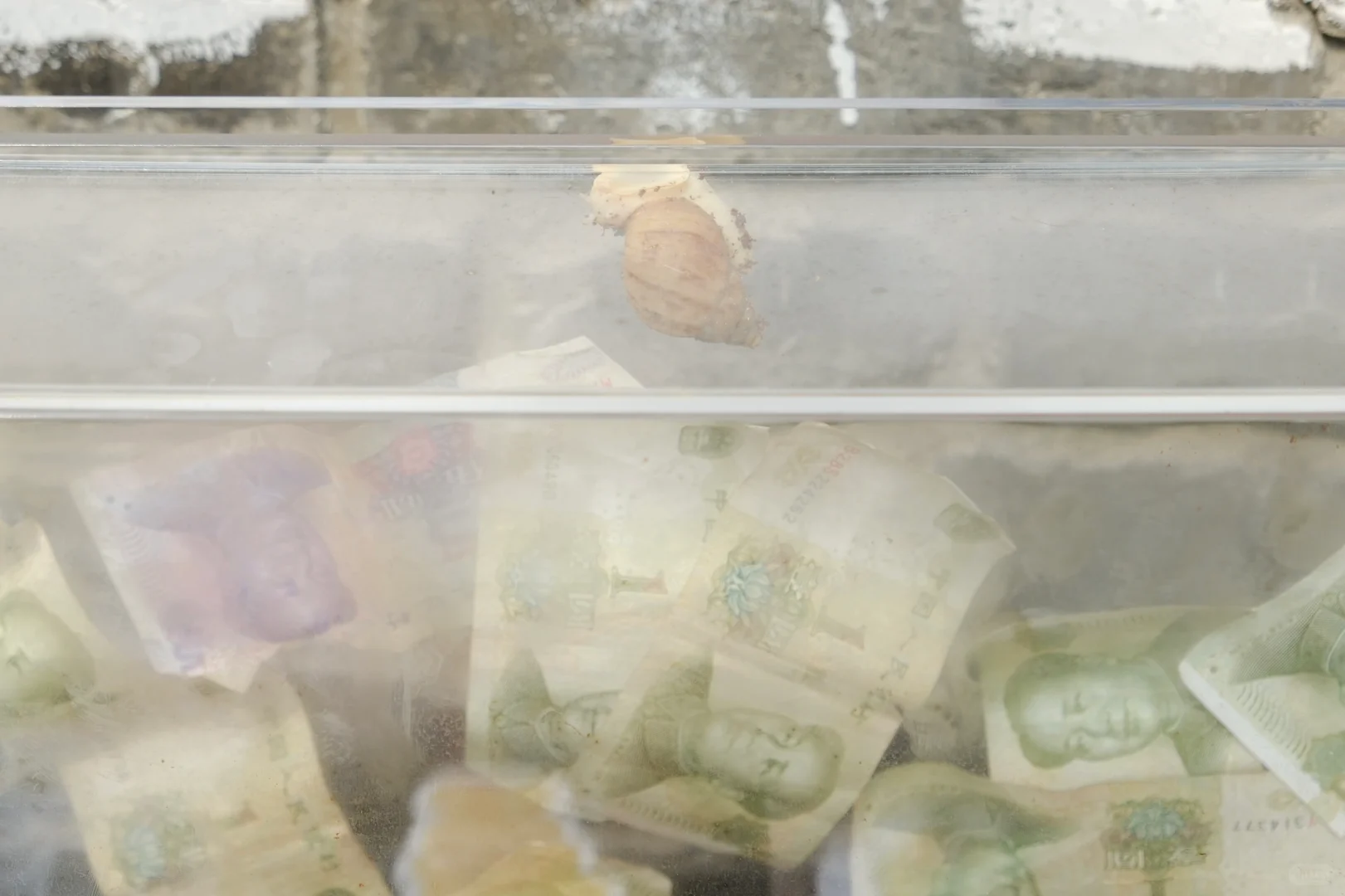 Snailgraphy毕设时间！～