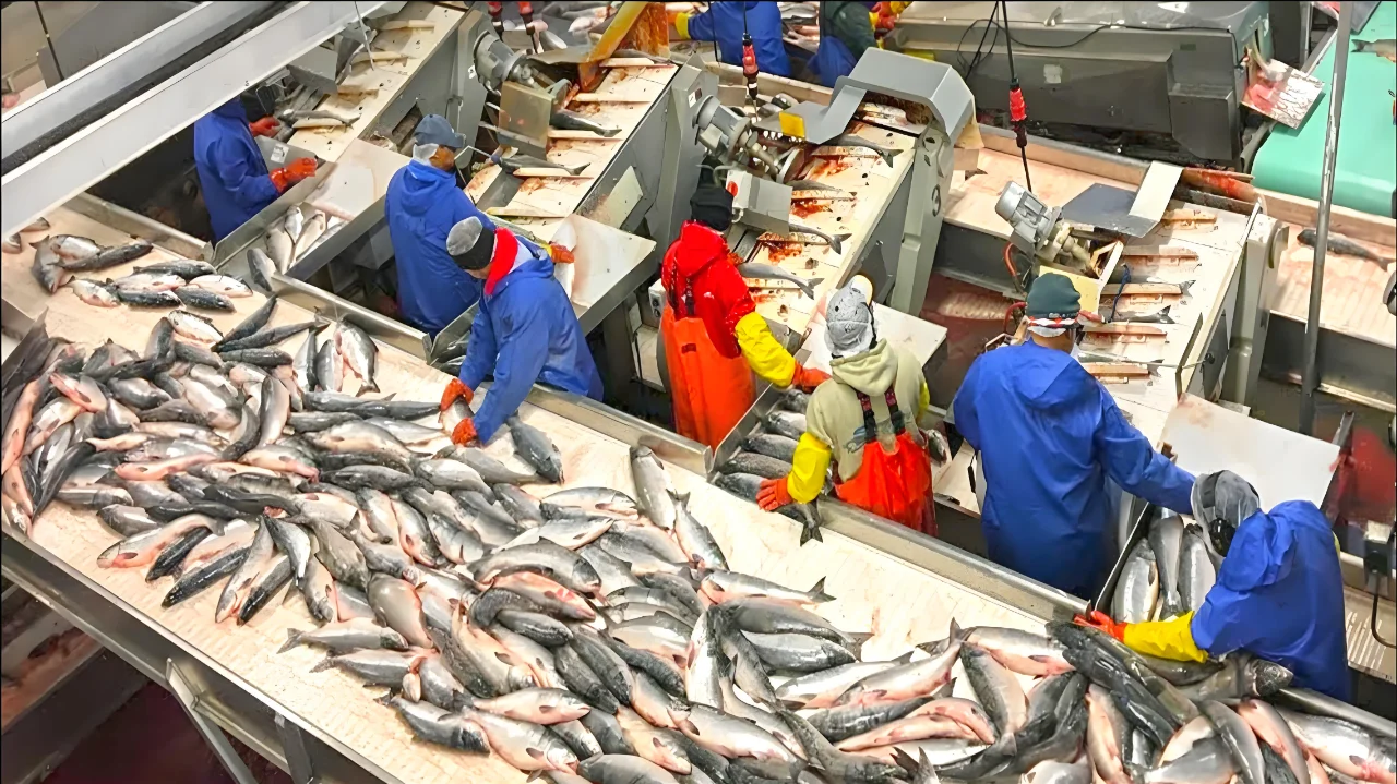 智能未来：探索鱼类加工设备的自动化之路