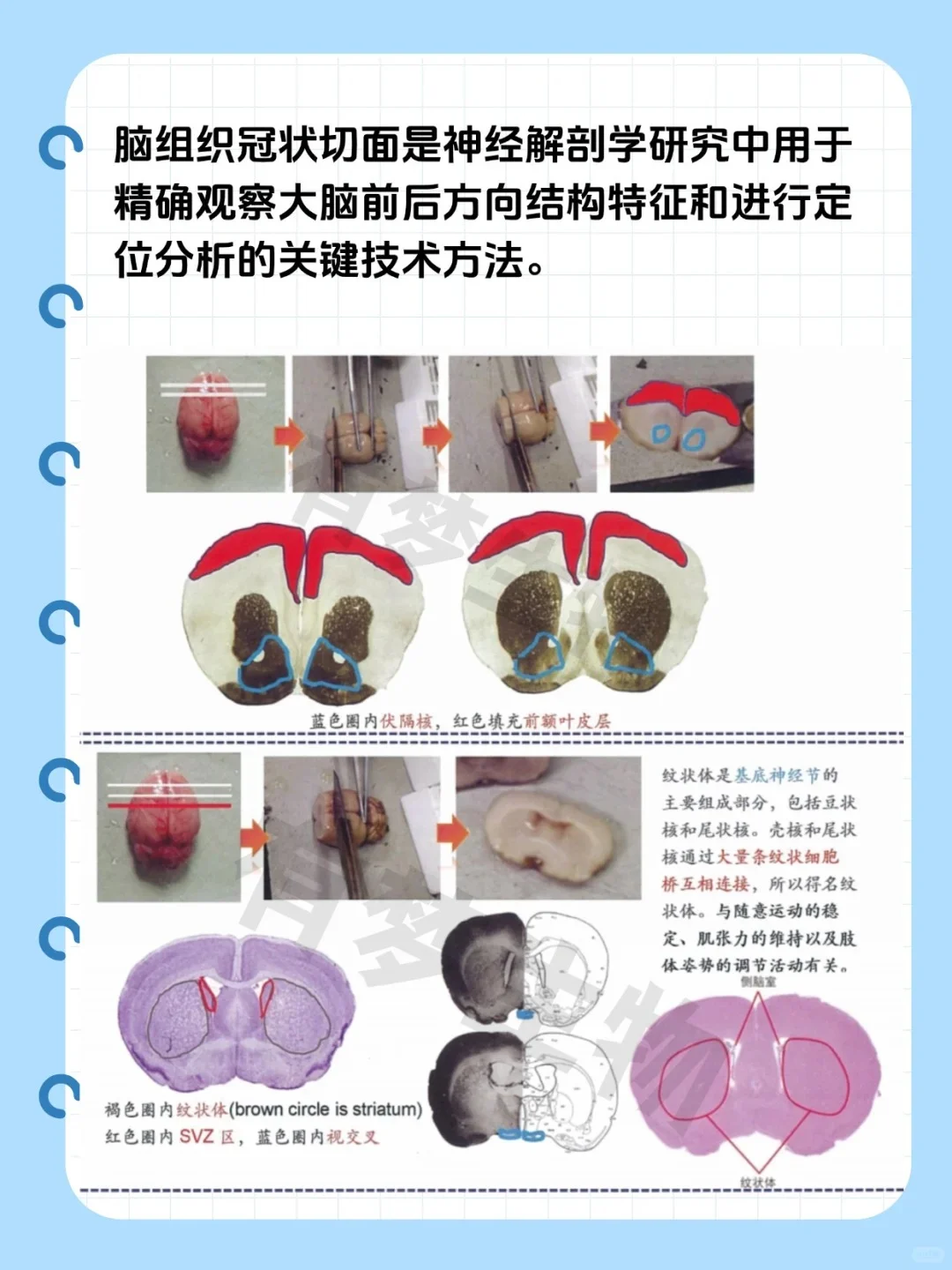 脑科学解剖指南｜三维切面解析