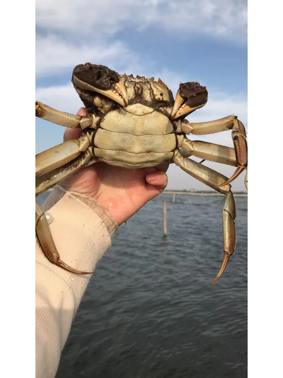 我们家大闸蟹都是自产自销