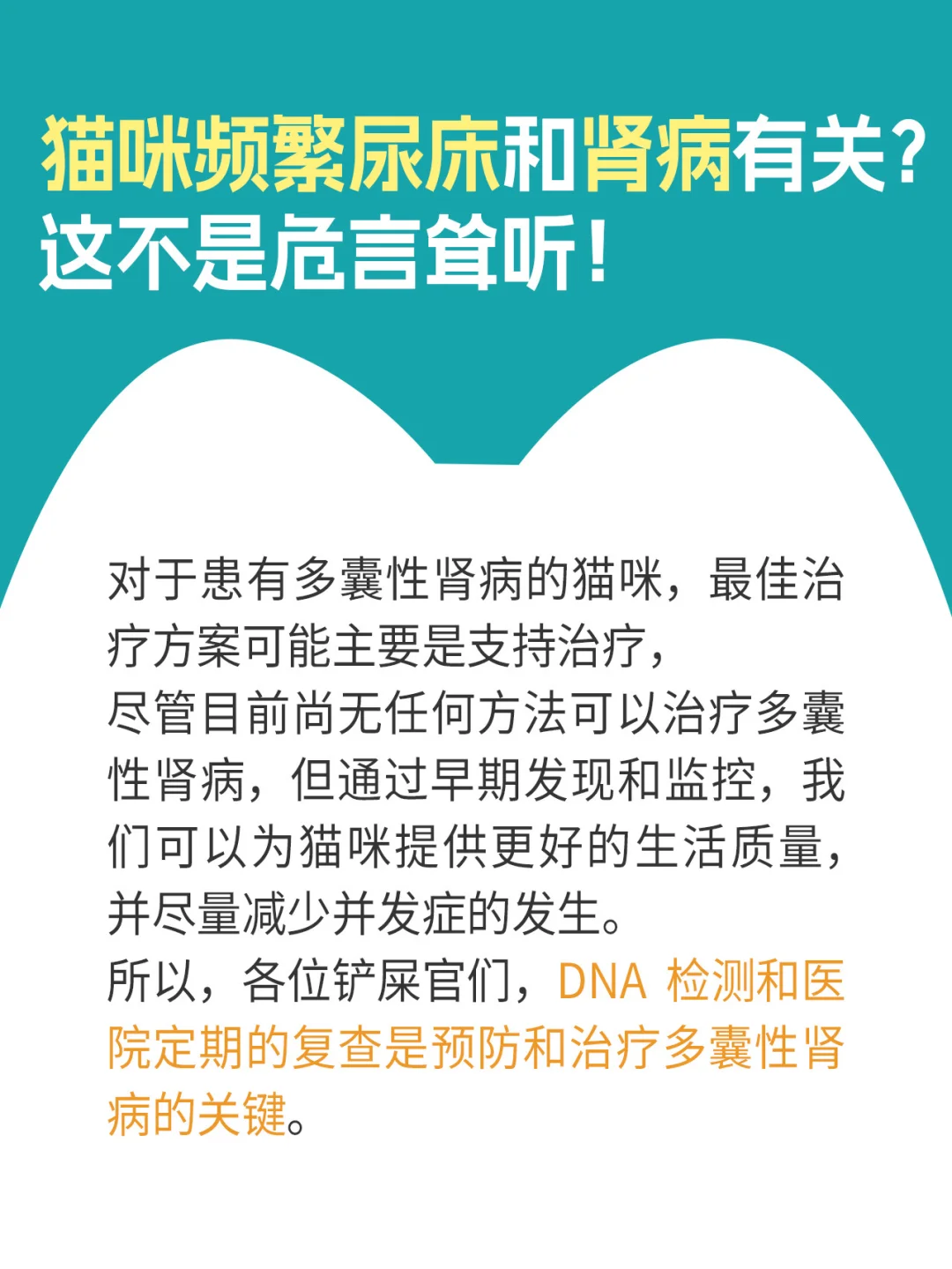 猫咪频繁尿床和肾病有关？这不是危言耸听！