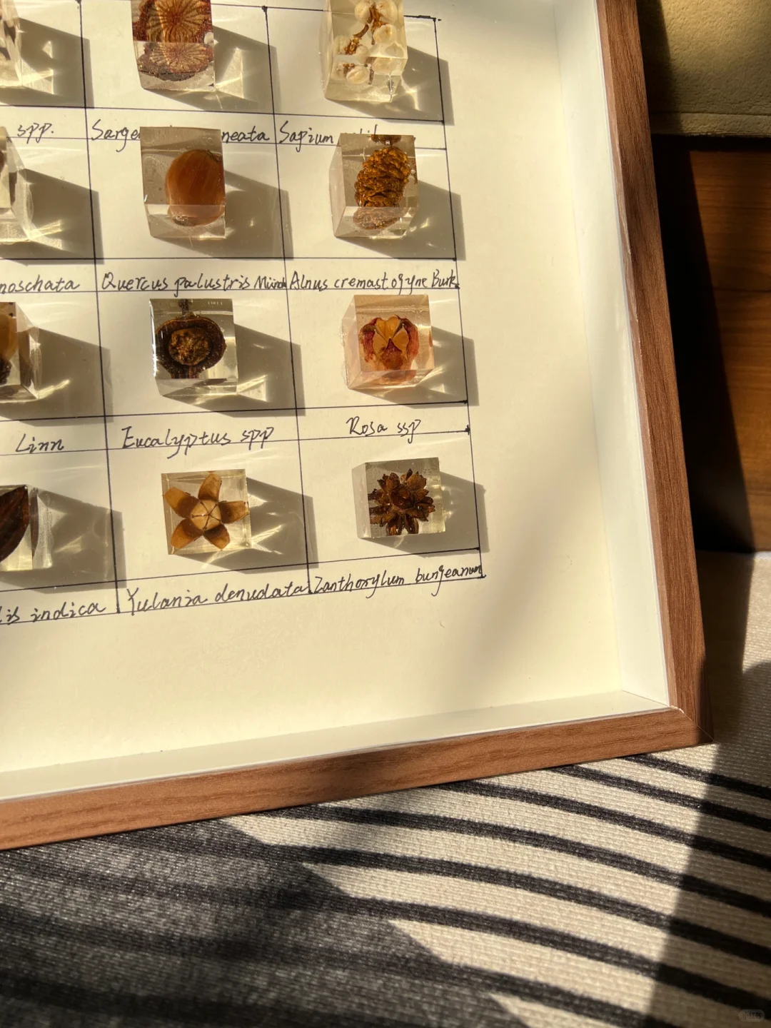 滴胶植物标本?|把秋天留在秋天