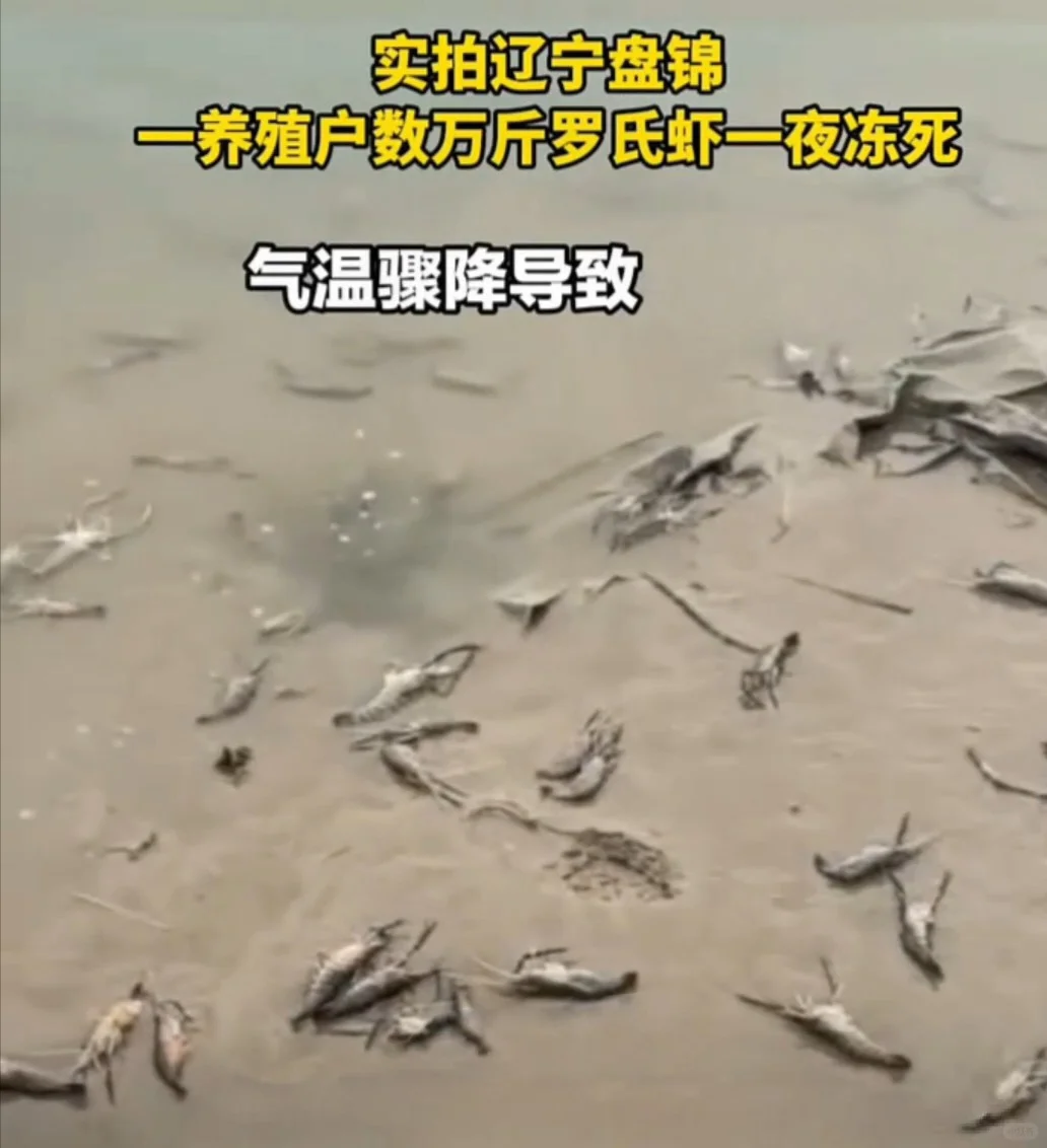 气温骤降致盘锦养殖户数万斤罗氏虾一夜冻死
