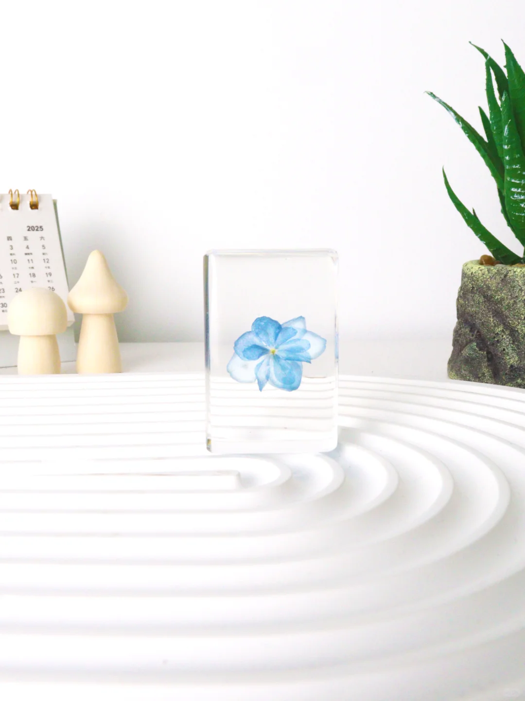 成果验收！不用浇水的好看花花～