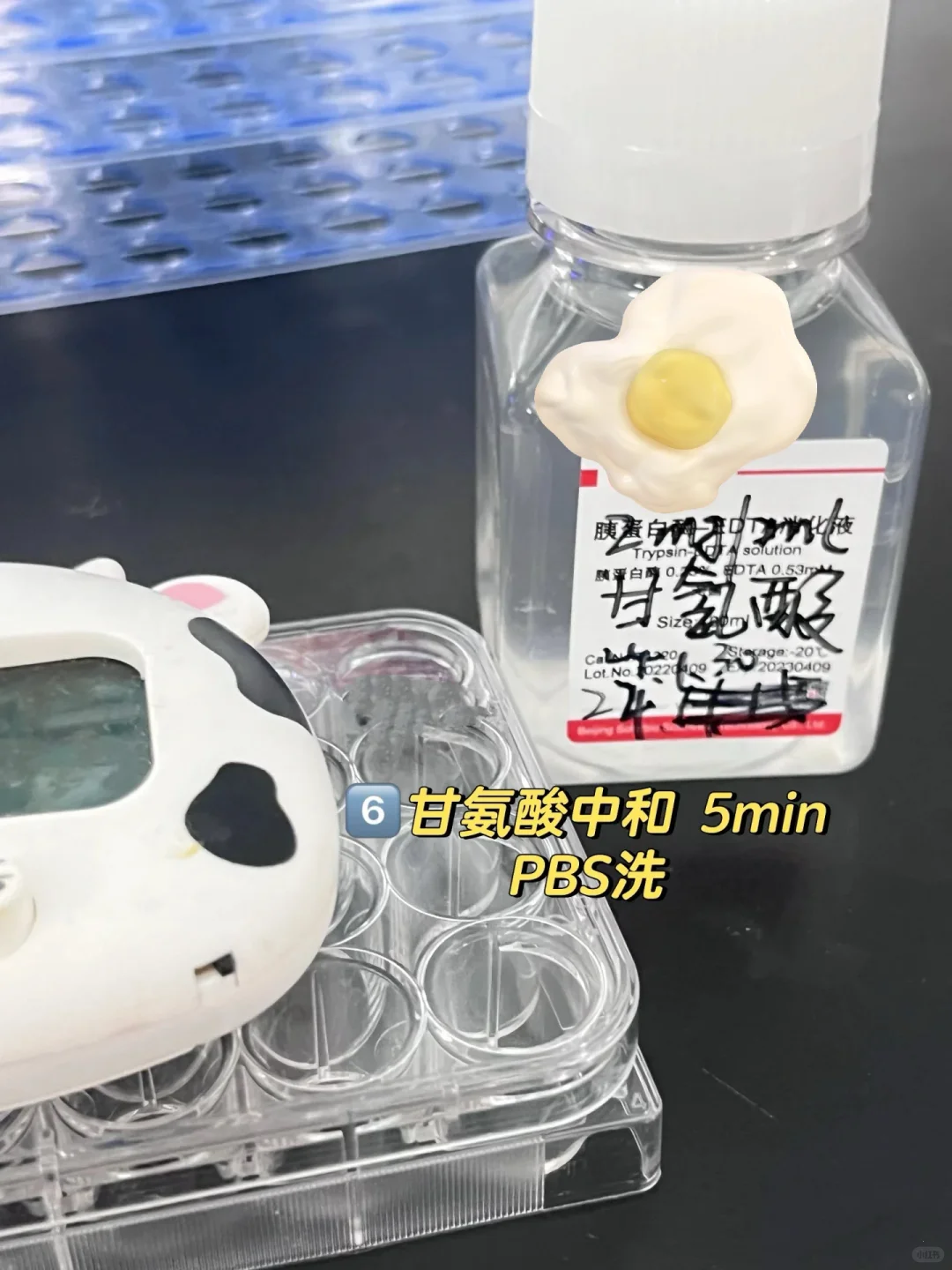 细胞免疫荧光实验 protocol详解‼️