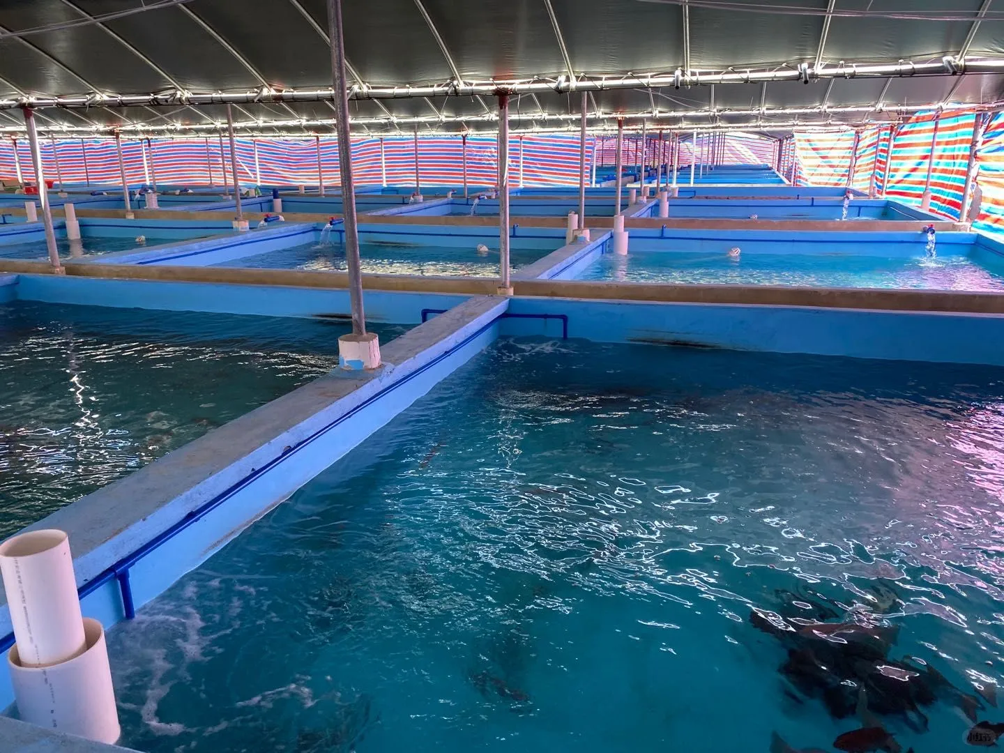 天可汗养殖漆水性环保适用于多场景水产养殖