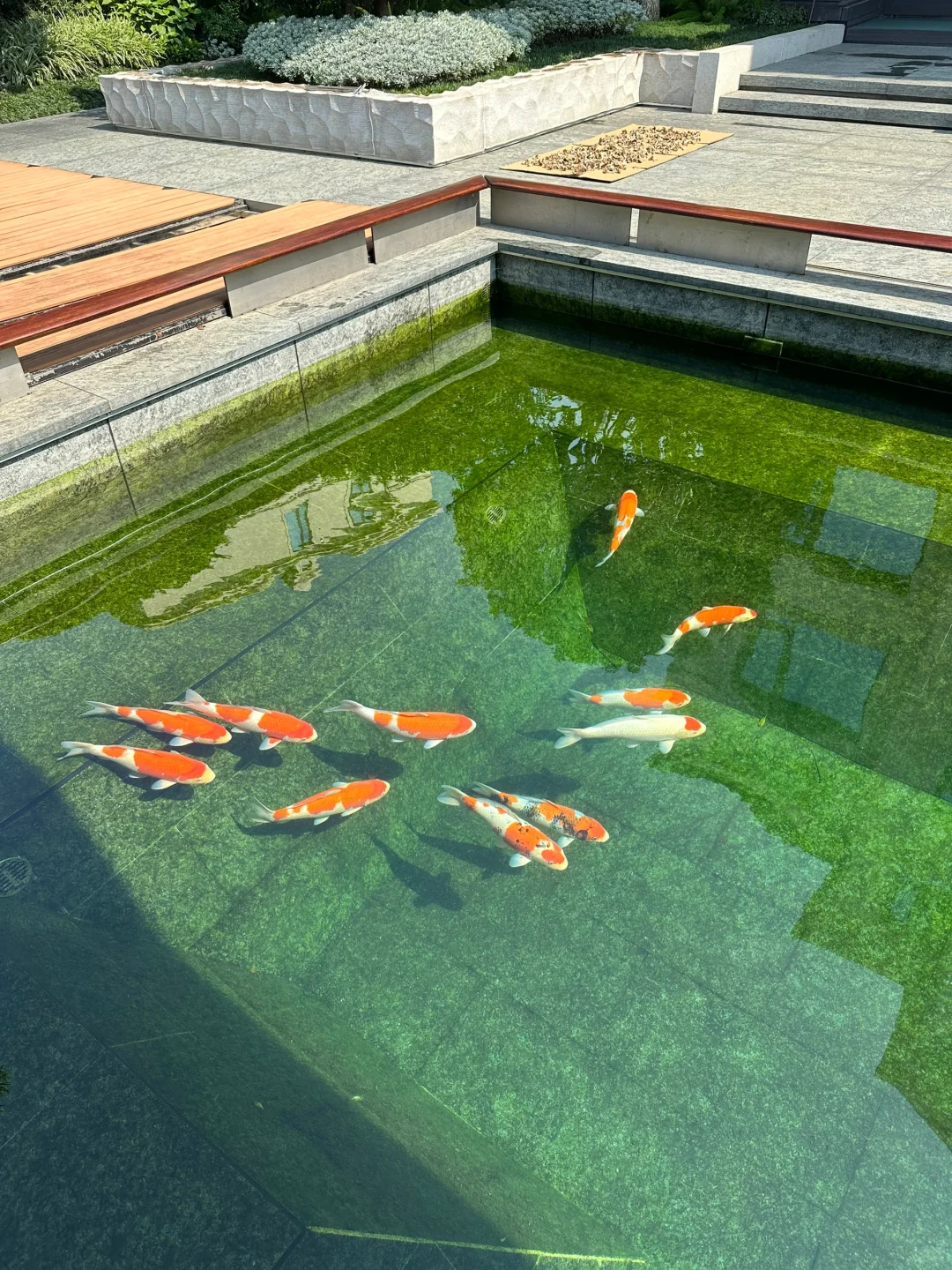 鱼池水质不好，用氧化菌修复，观察水色变化！