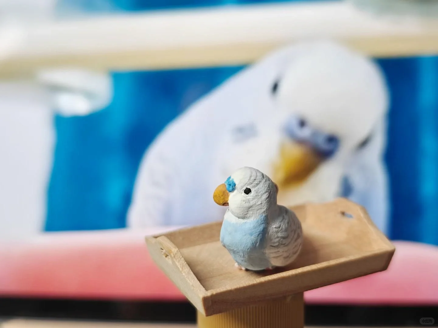 客订展示｜皮皮两只