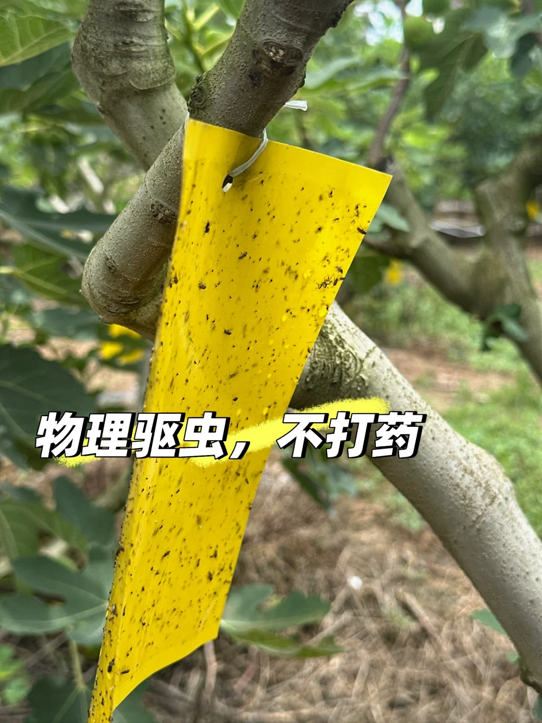 推荐冻起来吃?这样能吃一年～