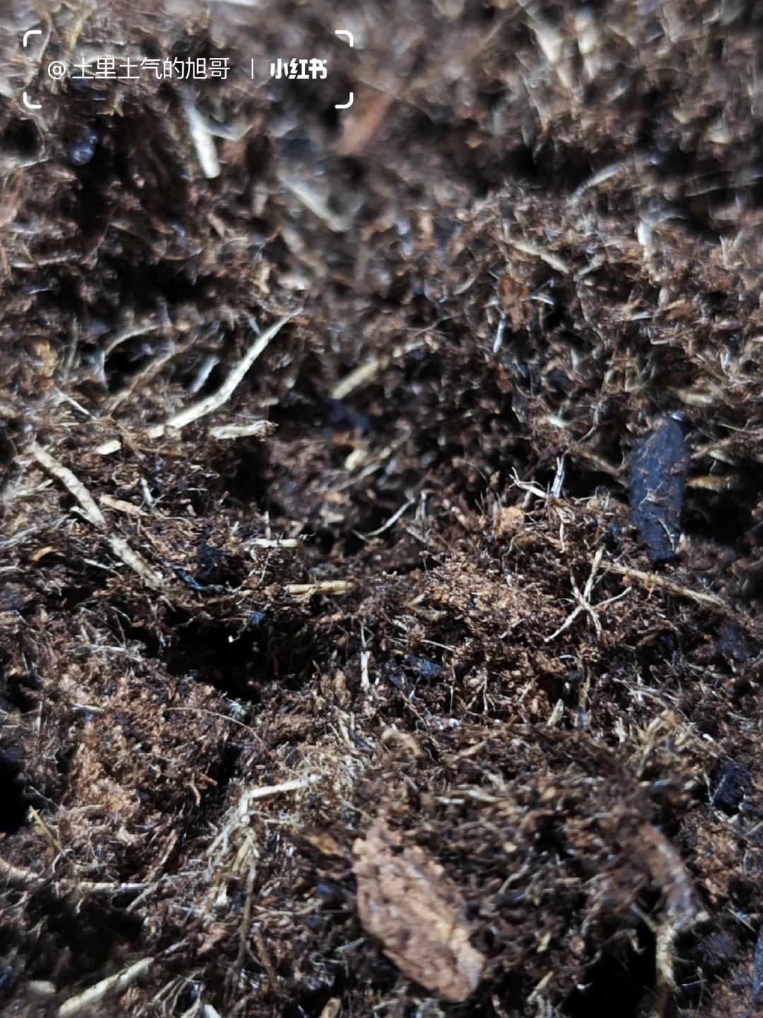 旧土翻新术0成本救活废土&灭虫养土搞定