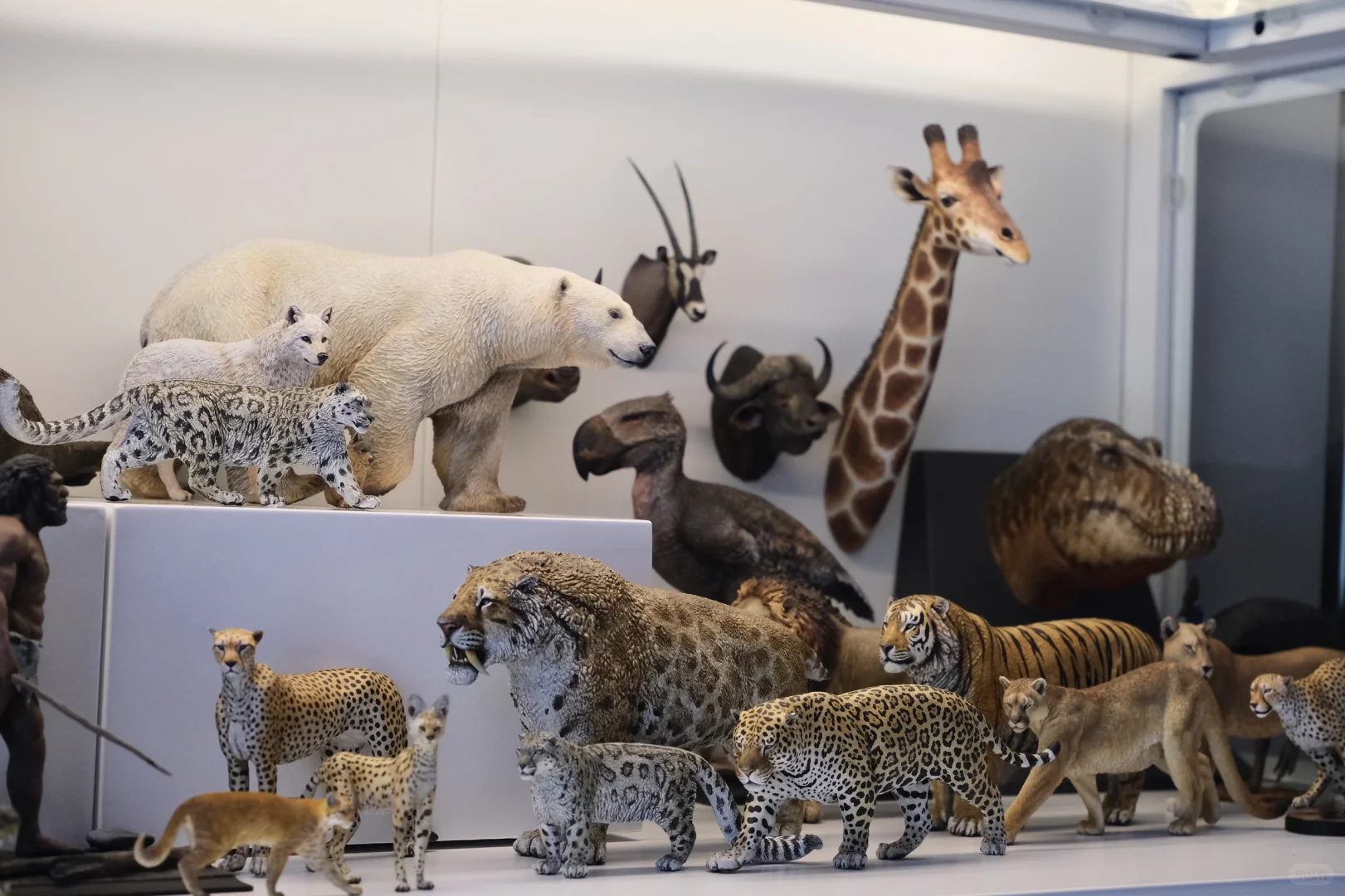 1:15动物模型一些收藏