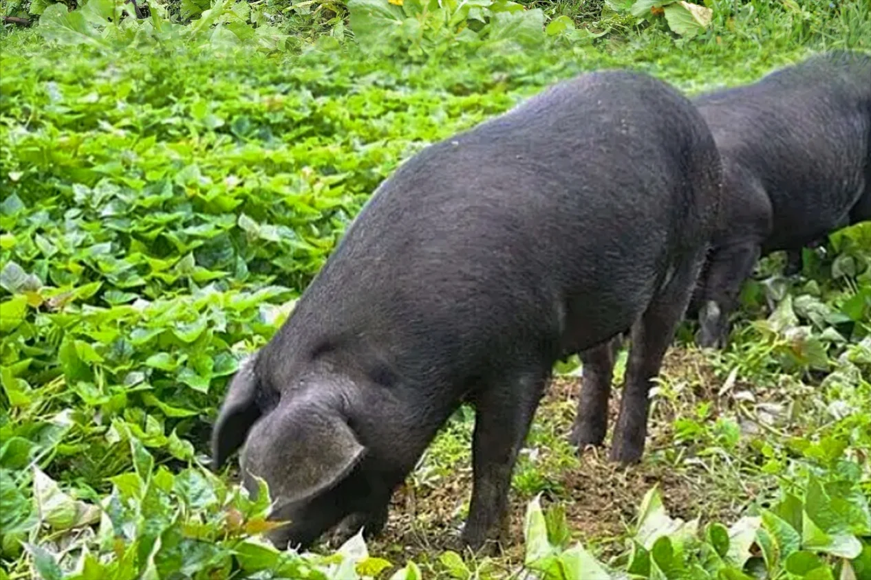 这篇文章告诉你市面有哪些黑猪品牌值得信赖