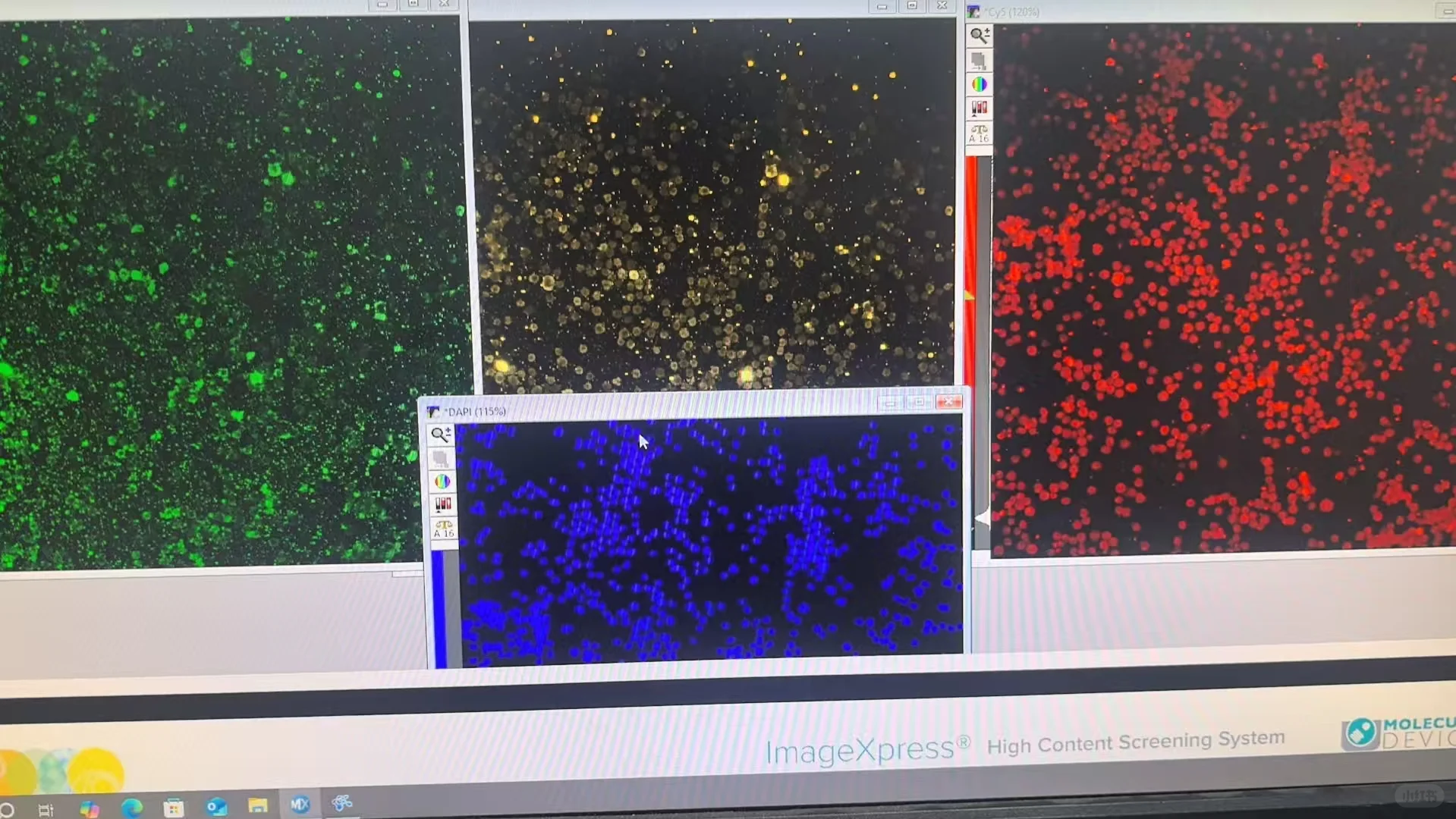 悬浮细胞免疫荧光求助！！！