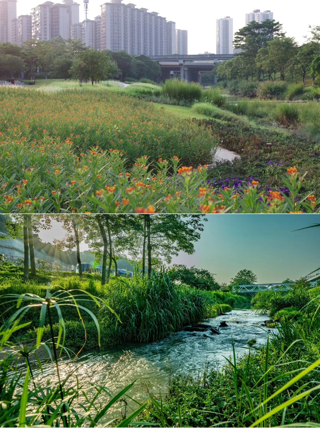 从劣五类水到幸福之河！广州黄埔南岗河更新