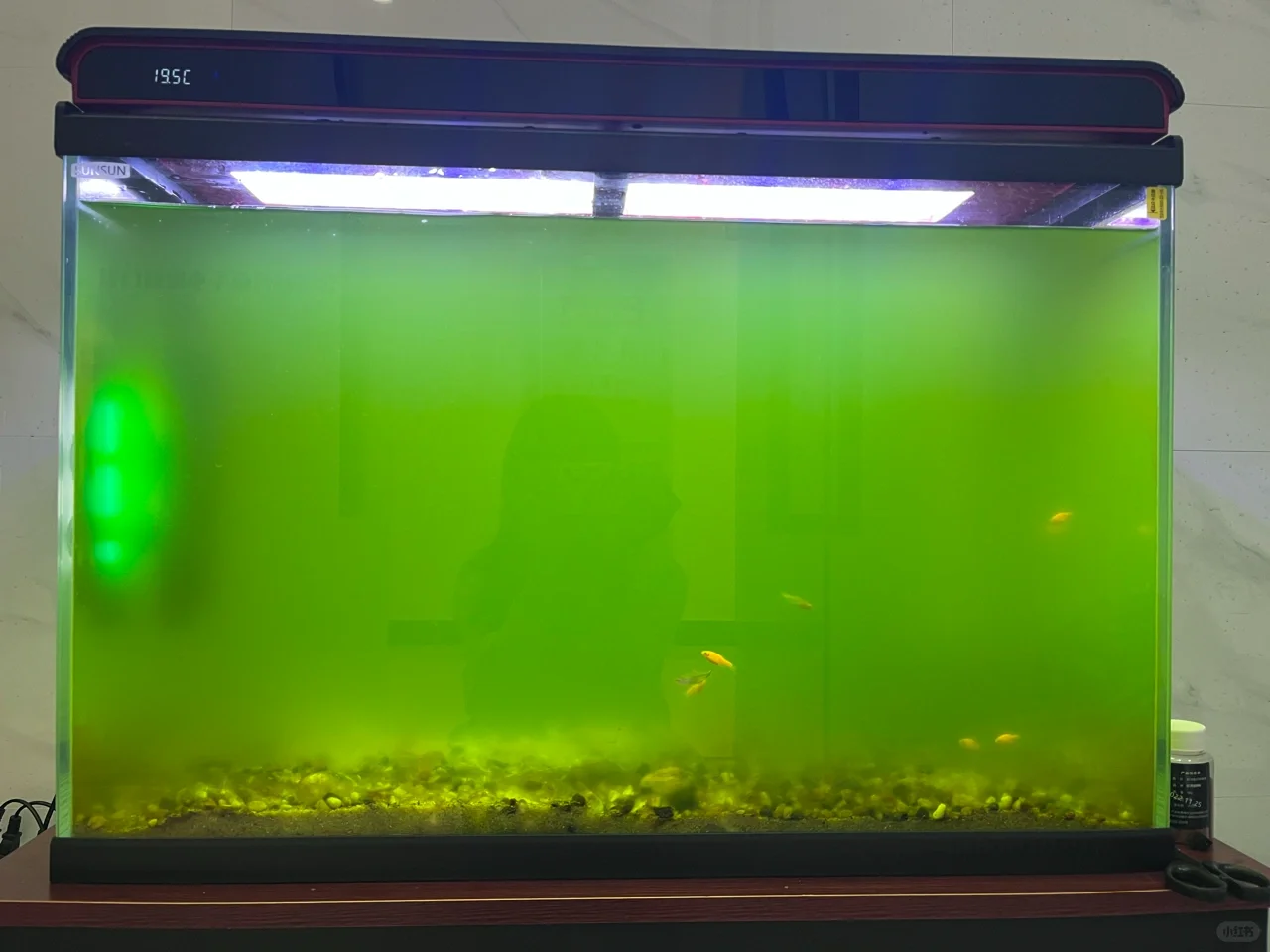 10天的努力绿水缸终于变清澈了