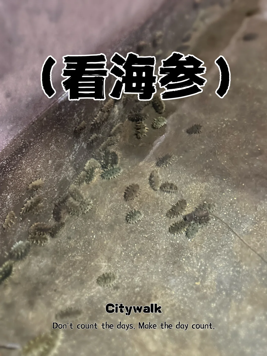 ✨ 大连海参人工养殖基地