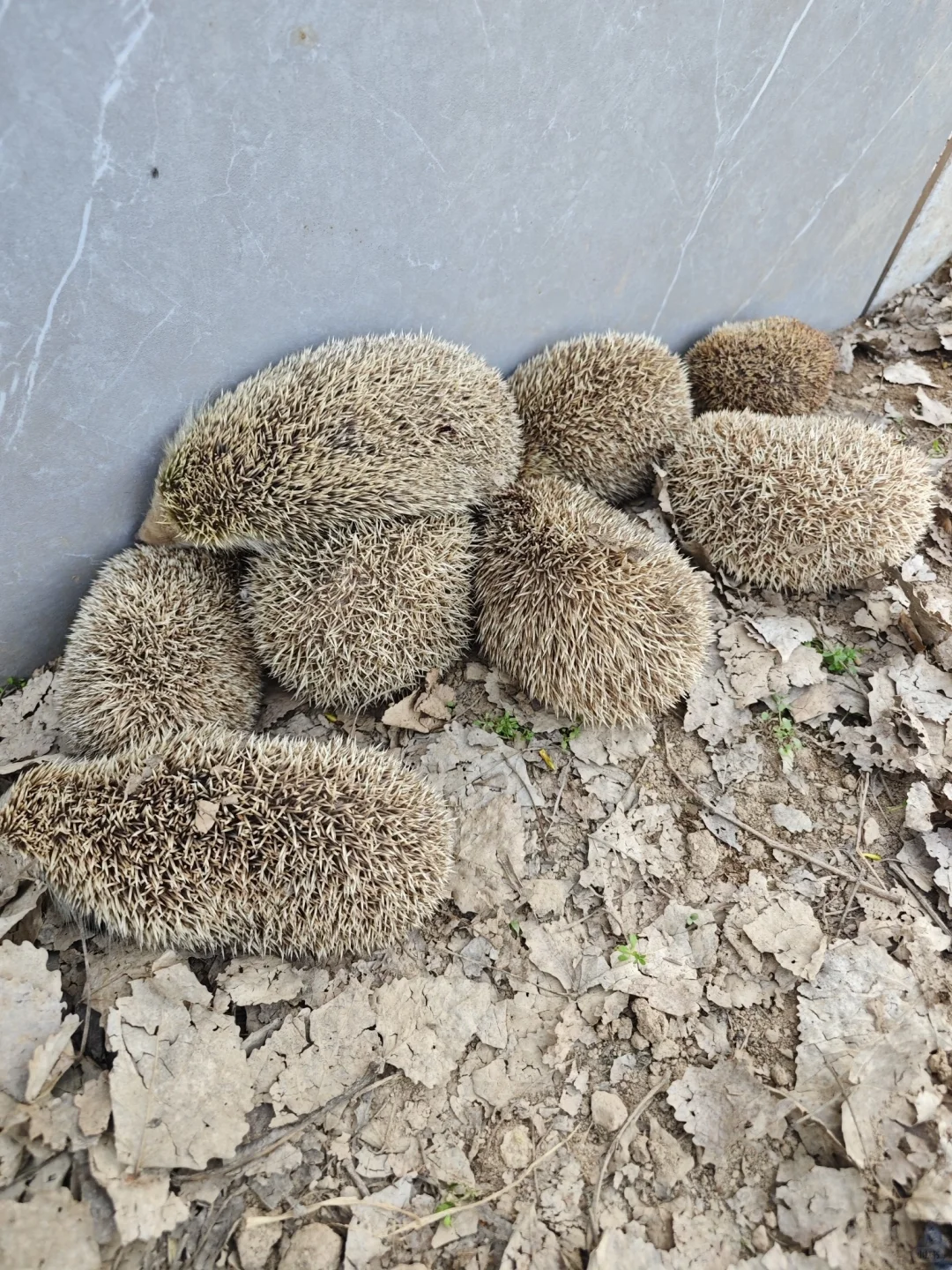 大刺猬活的 刺猬养殖购买 刺猬作用效果