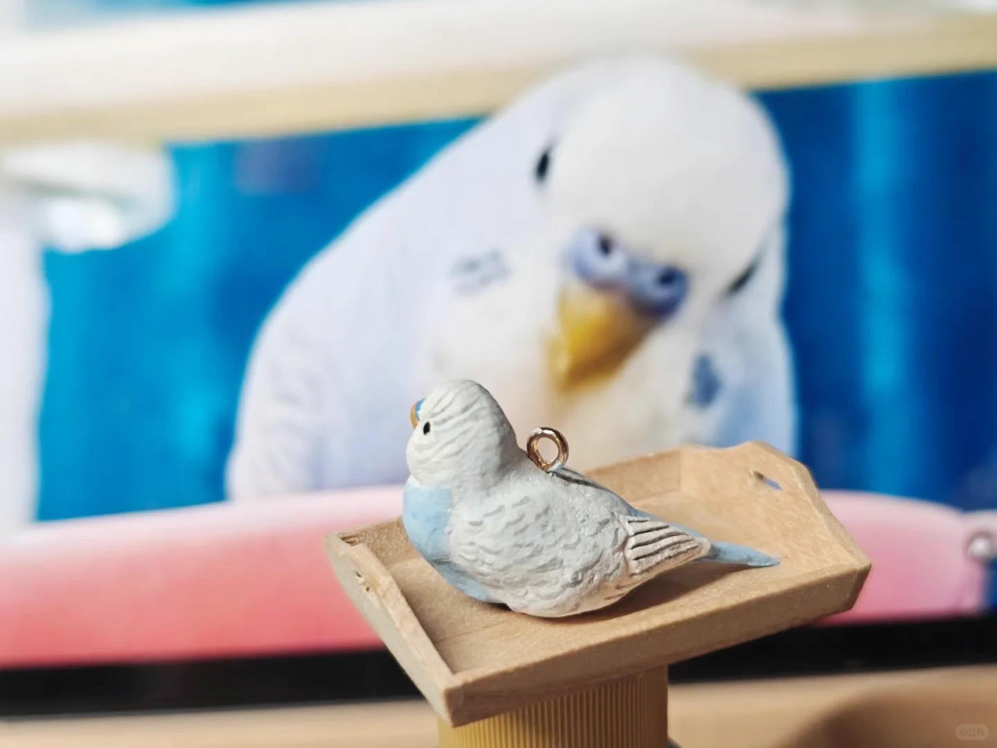 客订展示｜皮皮两只