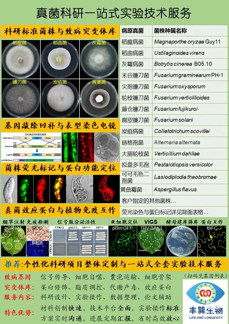 双11大促!真菌基因敲除敲三赠一预付享豪礼