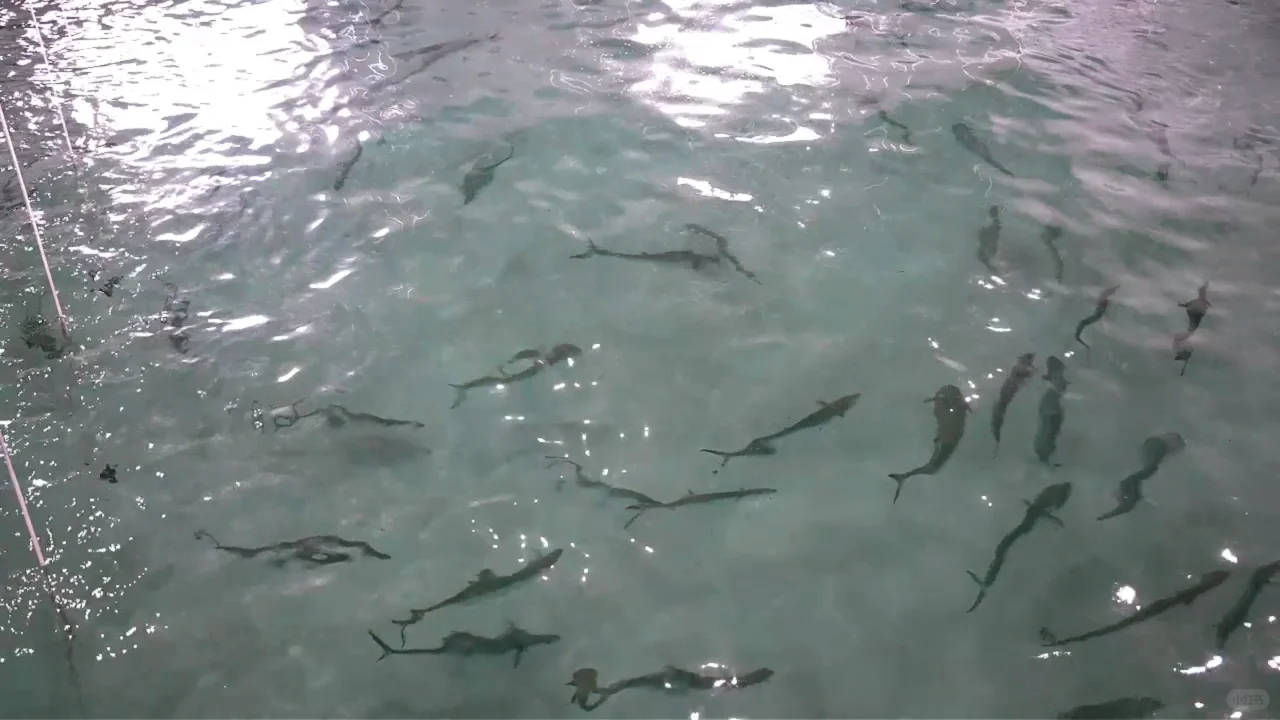 全国首次！宁波人爱吃的这种鱼，实现人工养殖