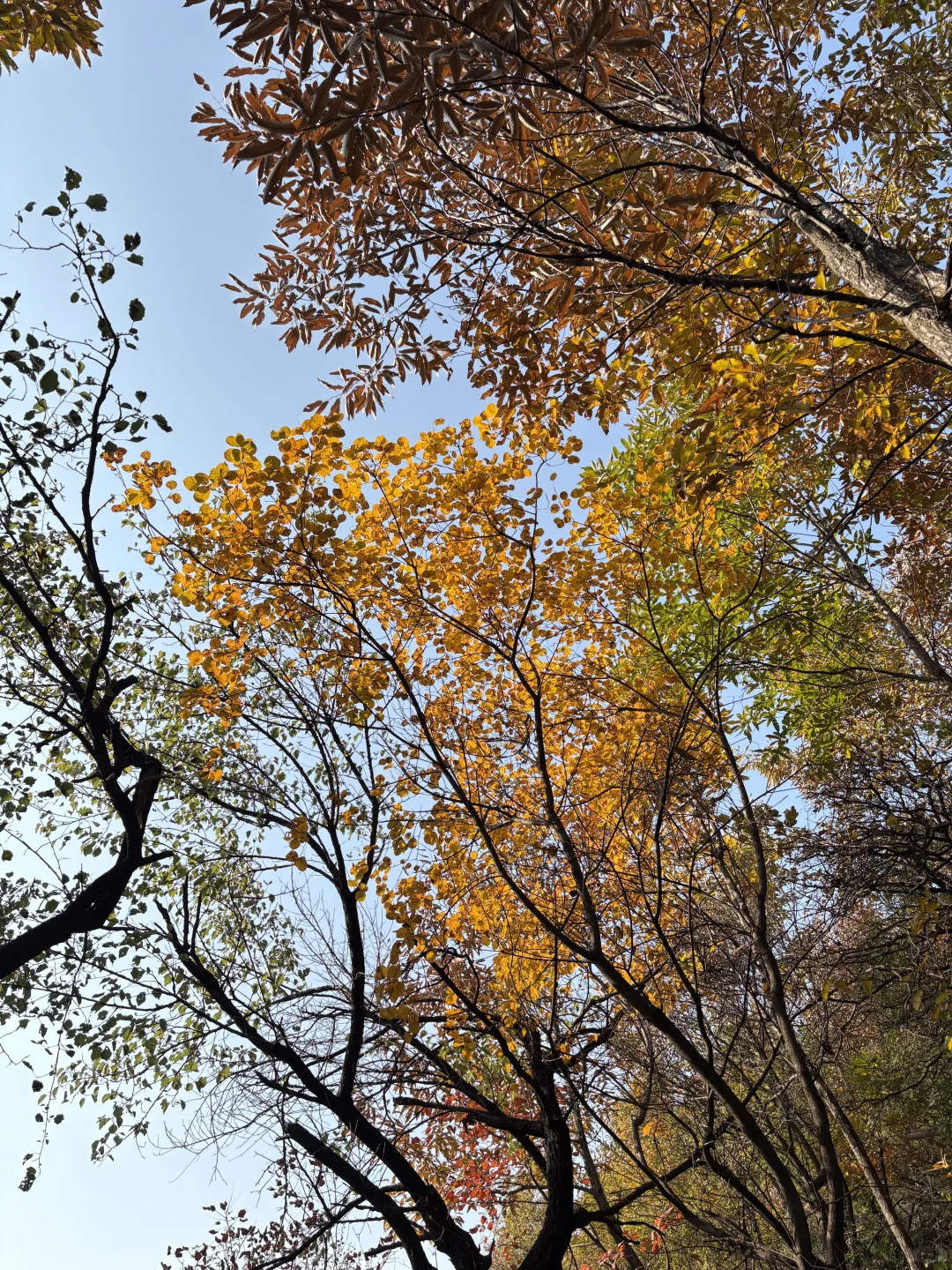 巩义达西沟赏红叶保姆级攻略?