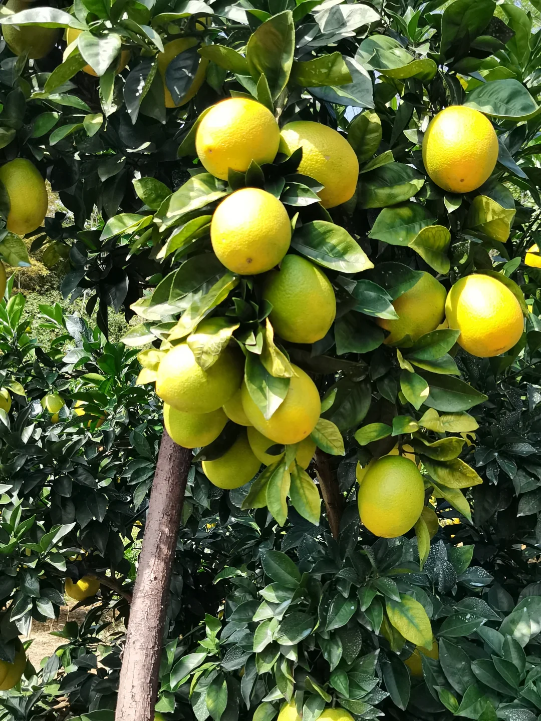 爸说别看它黄了，稀土山橙口感还差火候