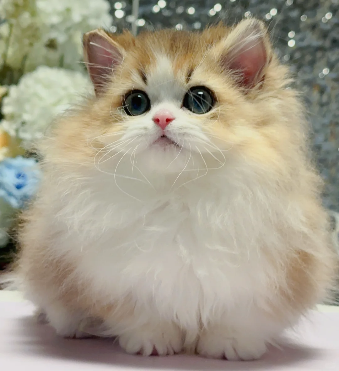 金加白米努特弟弟