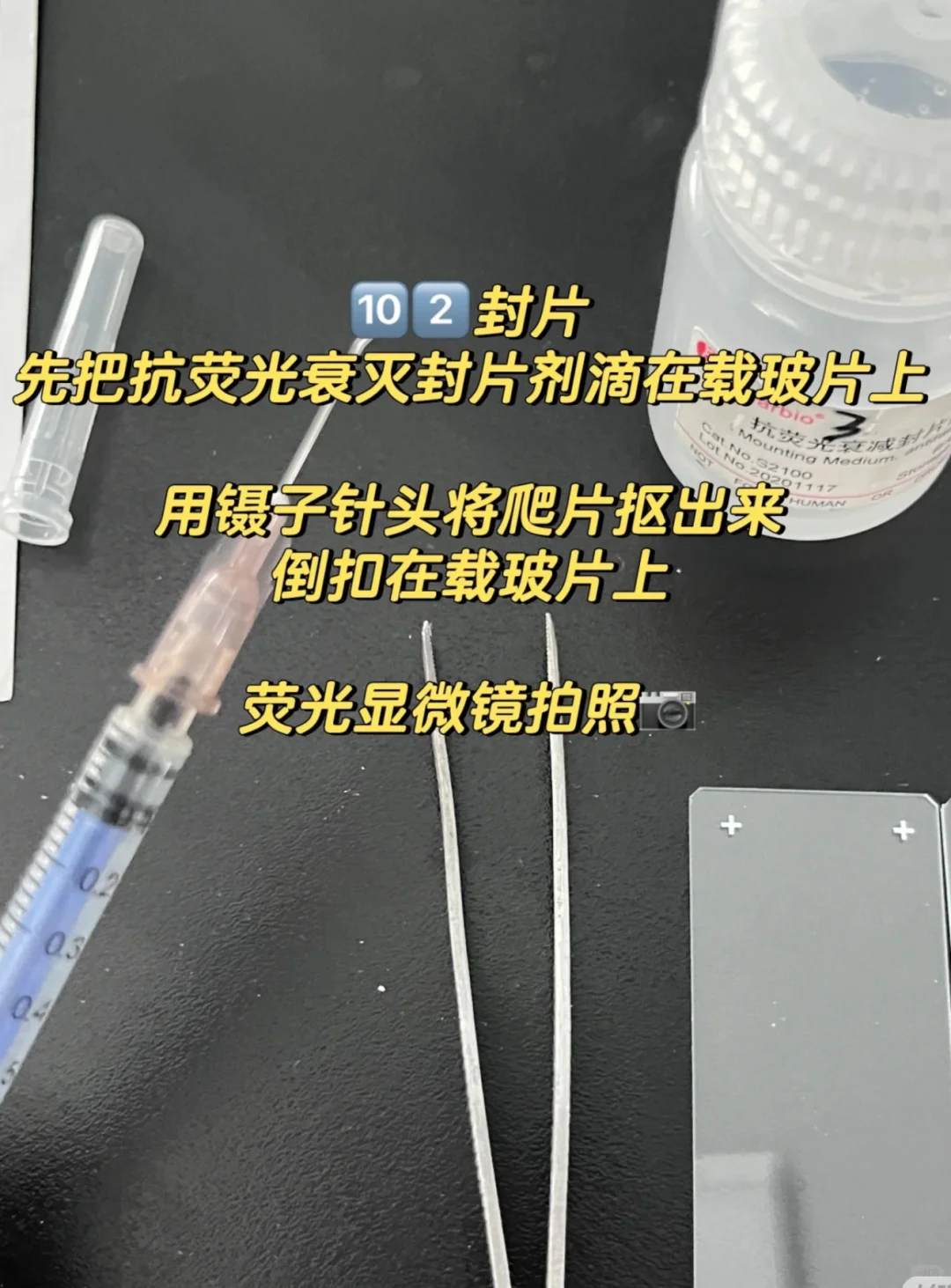 细胞免疫荧光实验 protocol详解‼️