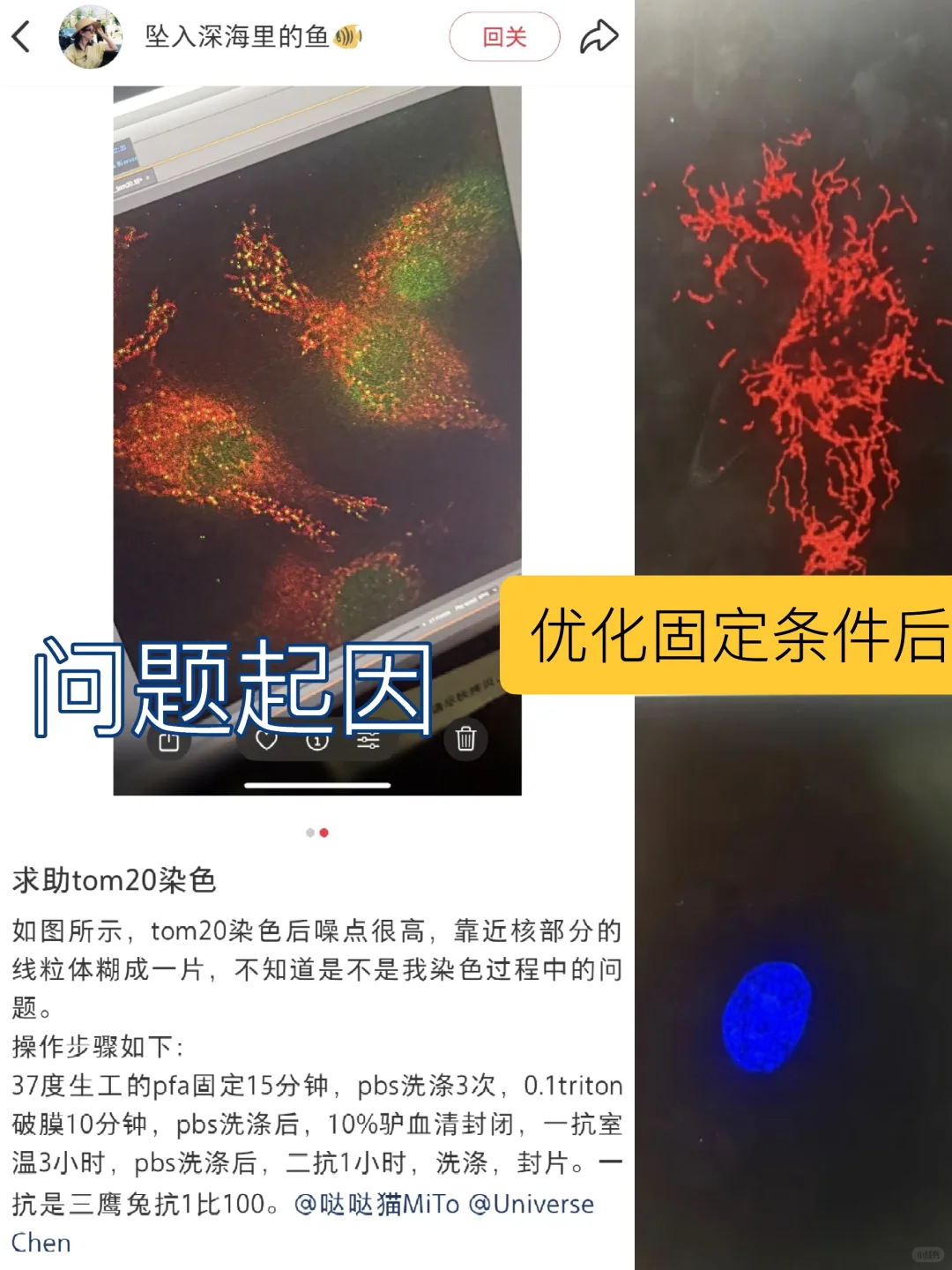 线粒体外膜蛋白TOM20免疫染色固定注意事项