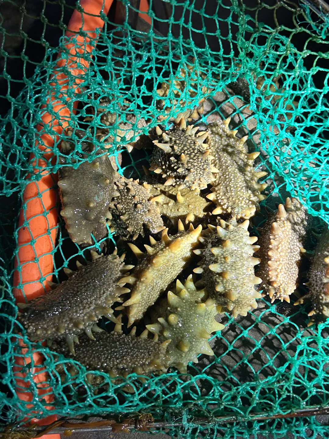 ✨ 大连海参人工养殖基地