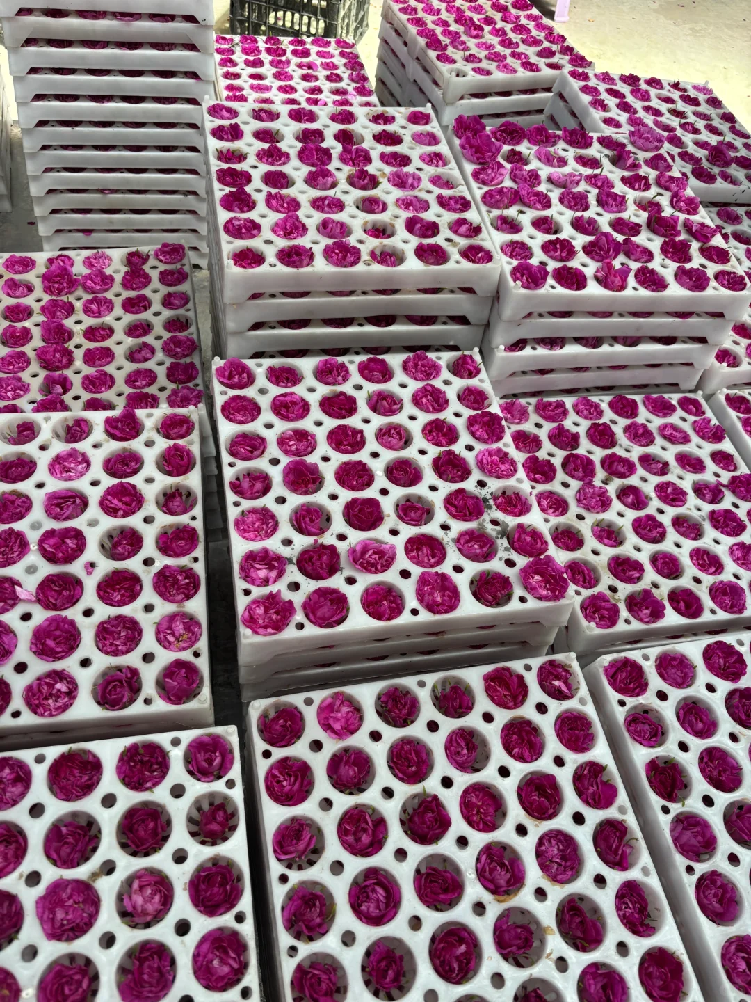 探秘玫瑰花工厂|99%人不知道的真空玫瑰