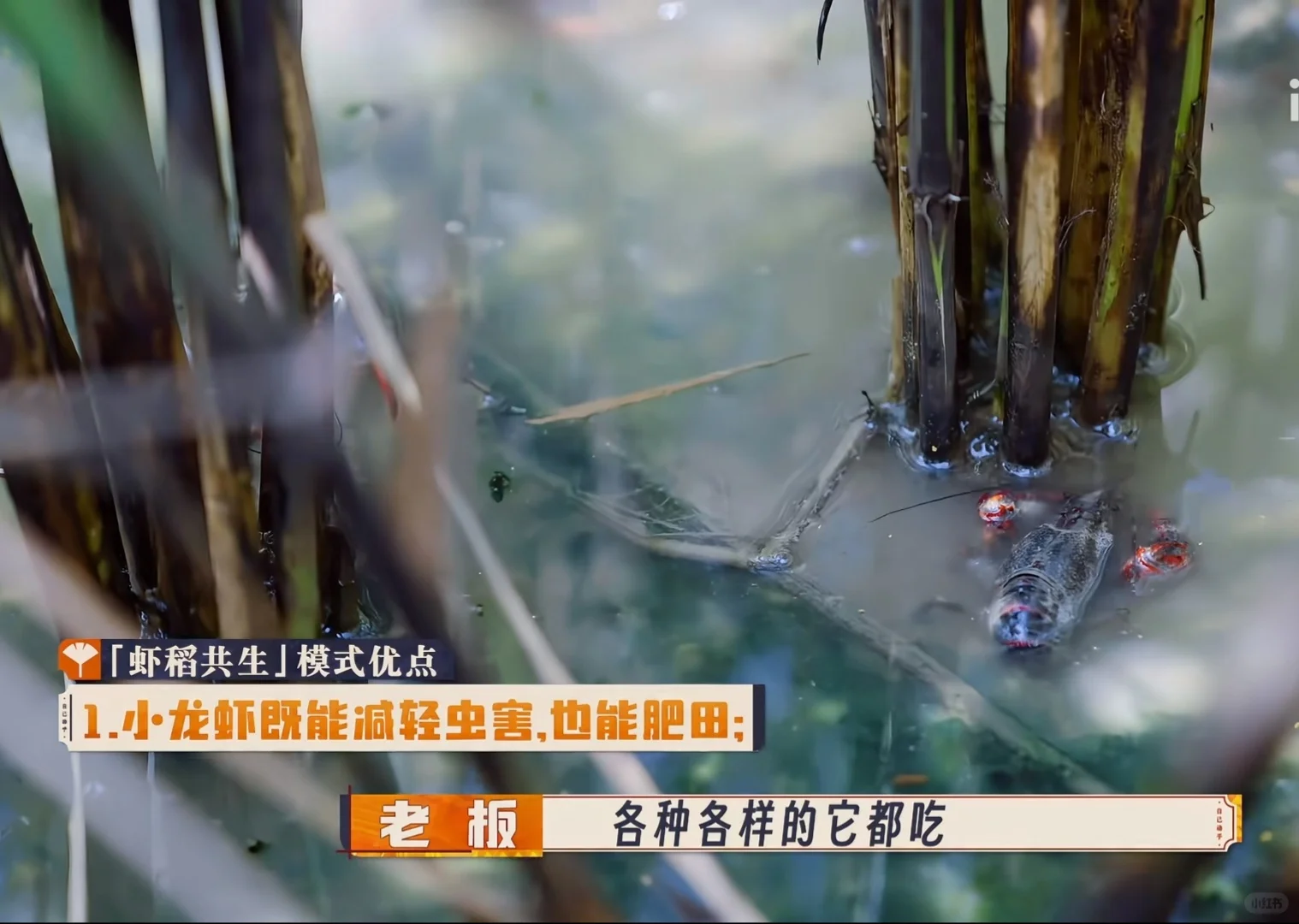 种地吧游学季素材积累——盱眙龙虾