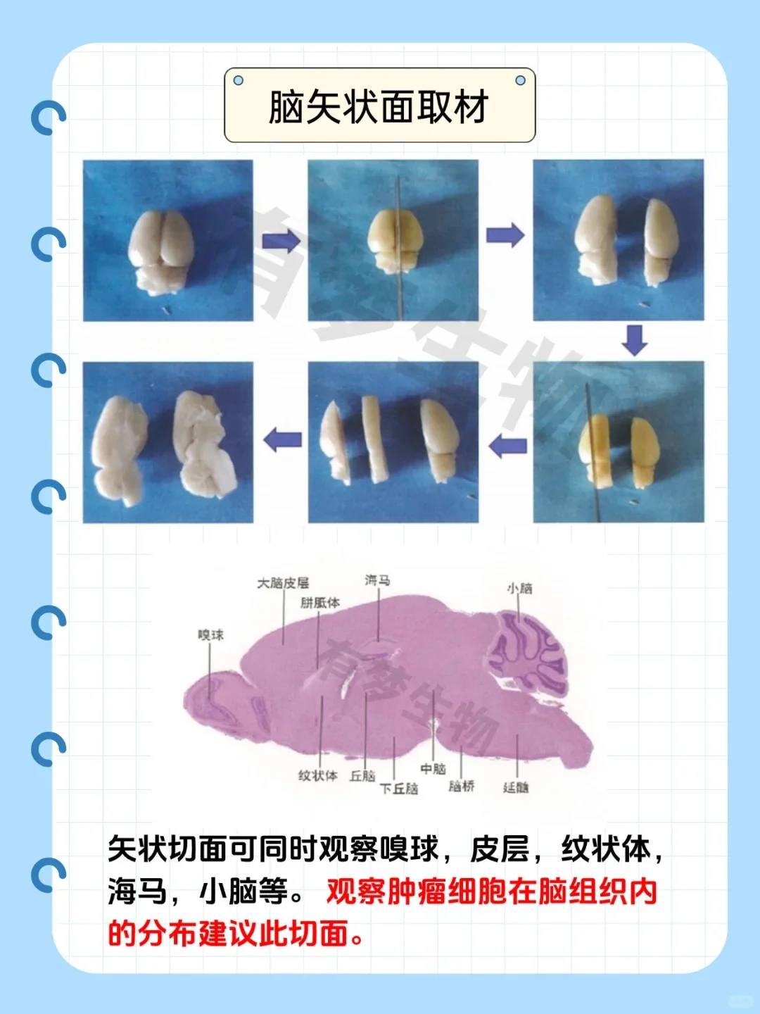脑科学解剖指南｜三维切面解析