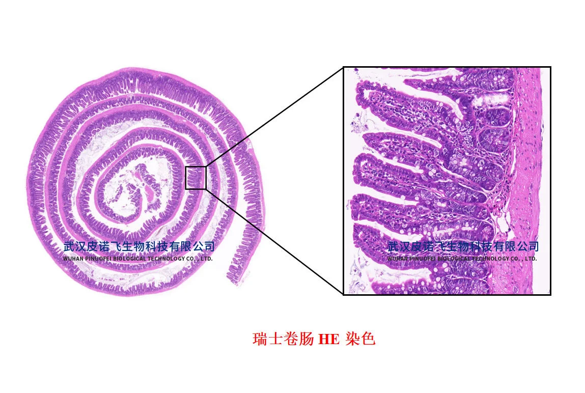 小鼠肠道#瑞士卷肠制作+肠道常见染色效果图