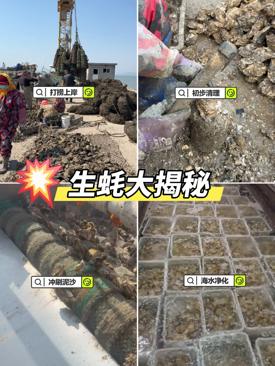 揭秘!古法养殖的生蚝上餐桌前的神秘之旅