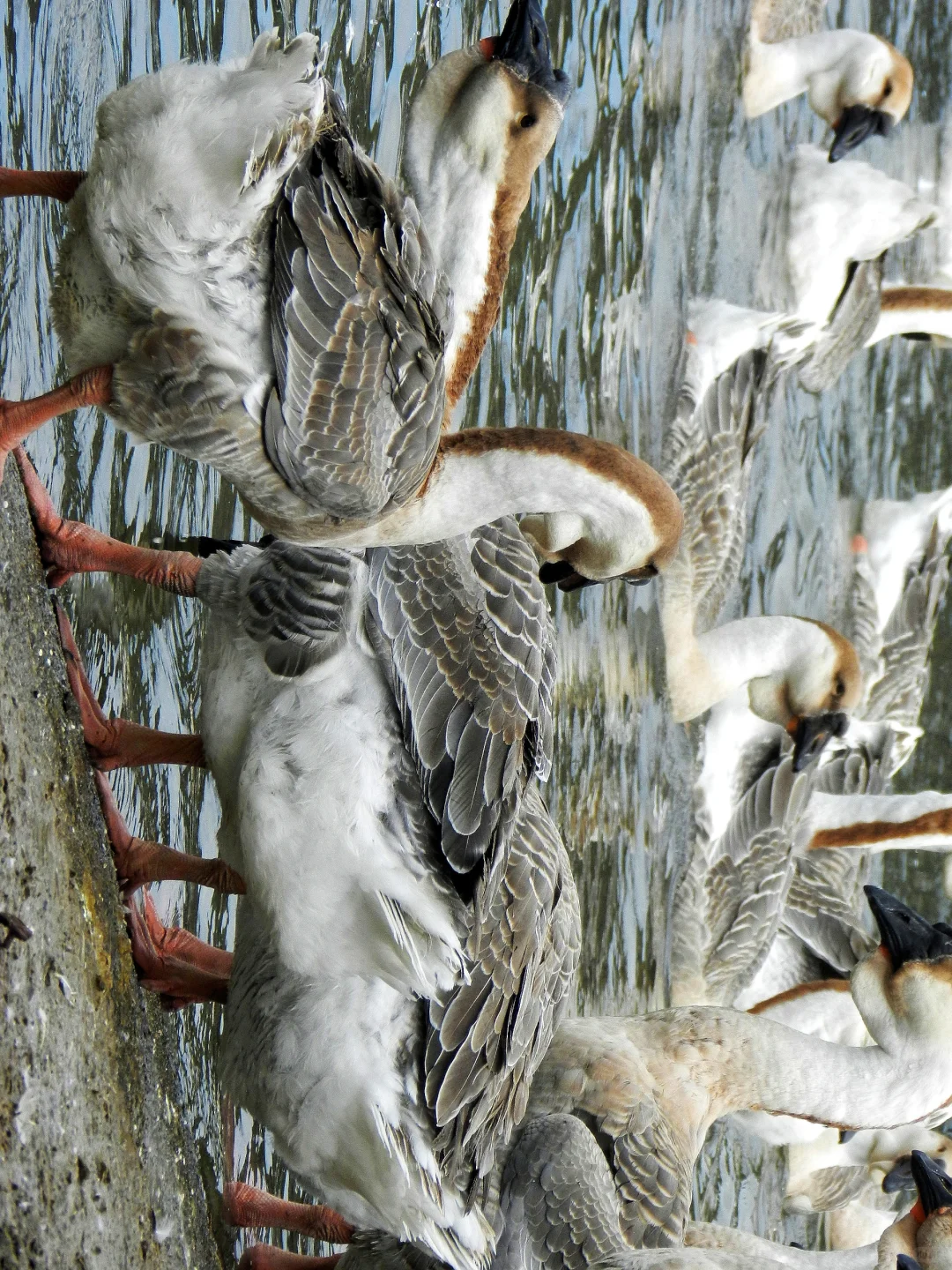 潜入澄海狮头鹅养殖场!