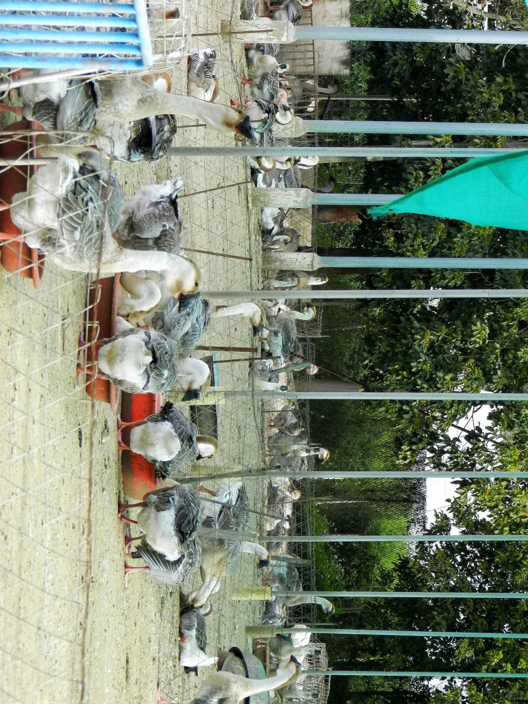 潜入澄海狮头鹅养殖场!