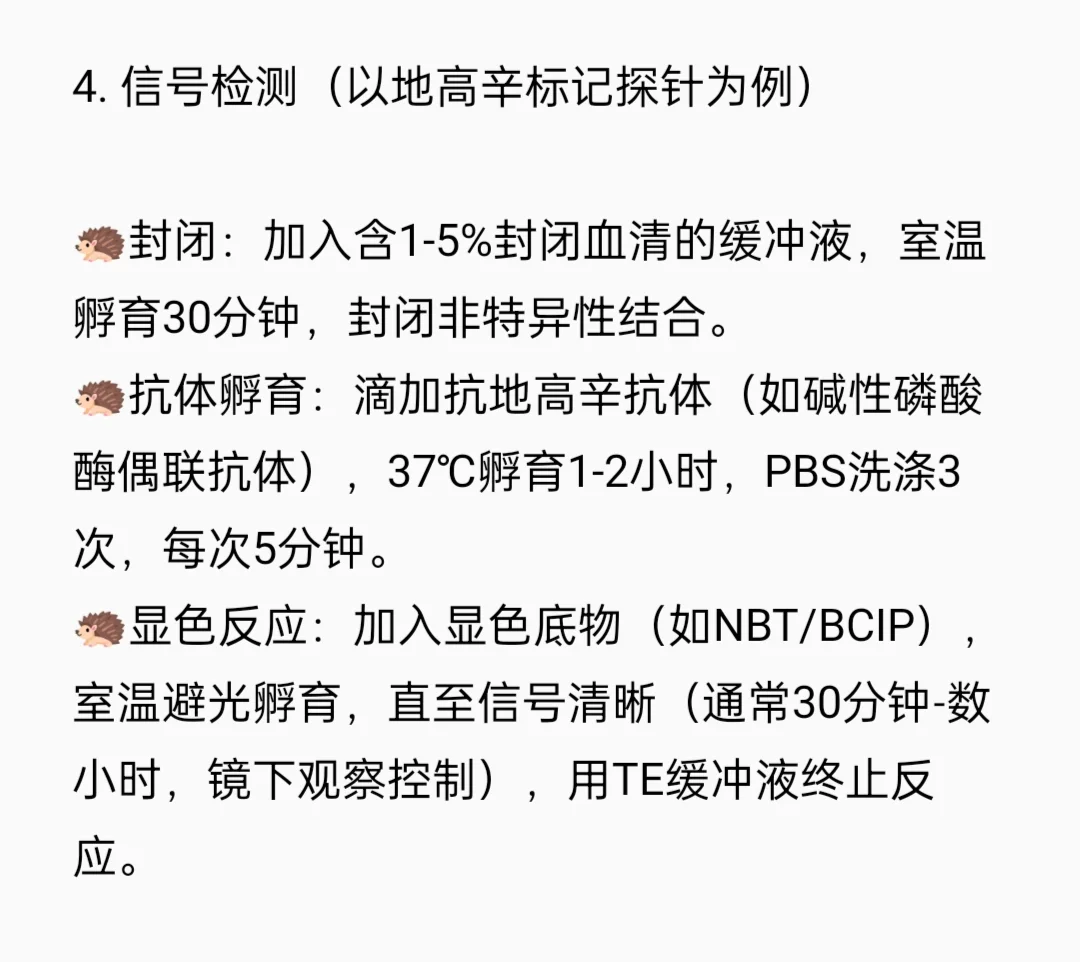 原位杂交（FISH）检测实验流程