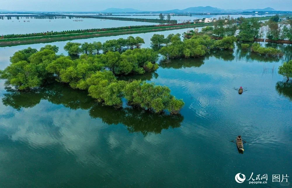 生态修复技术对水环境治理的影响……