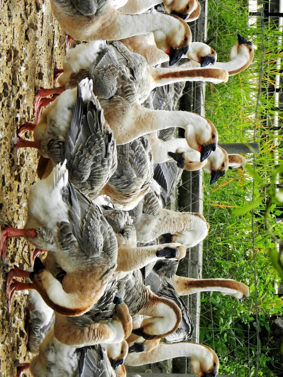 潜入澄海狮头鹅养殖场!