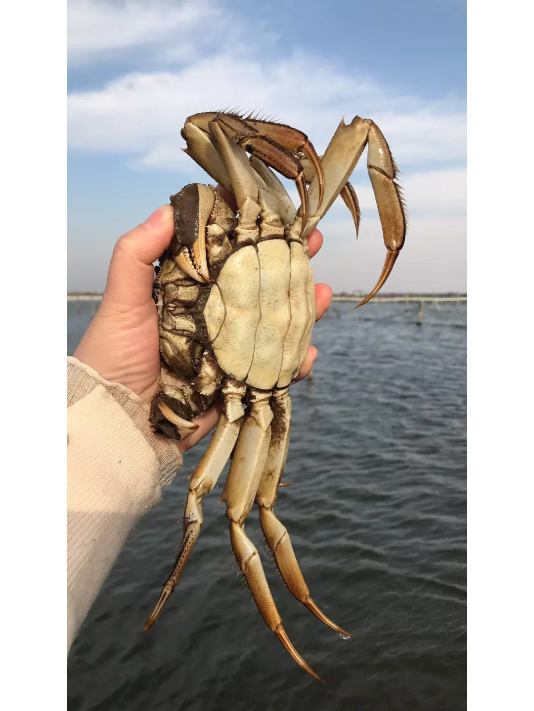 我们家大闸蟹都是自产自销