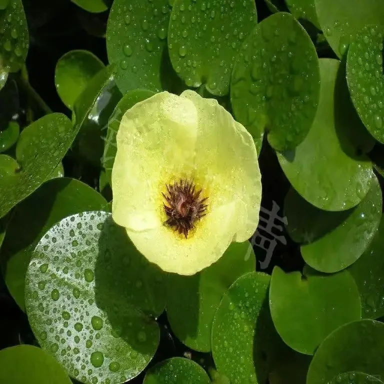 没有过滤器的鱼池也变清澈了，分享方法?