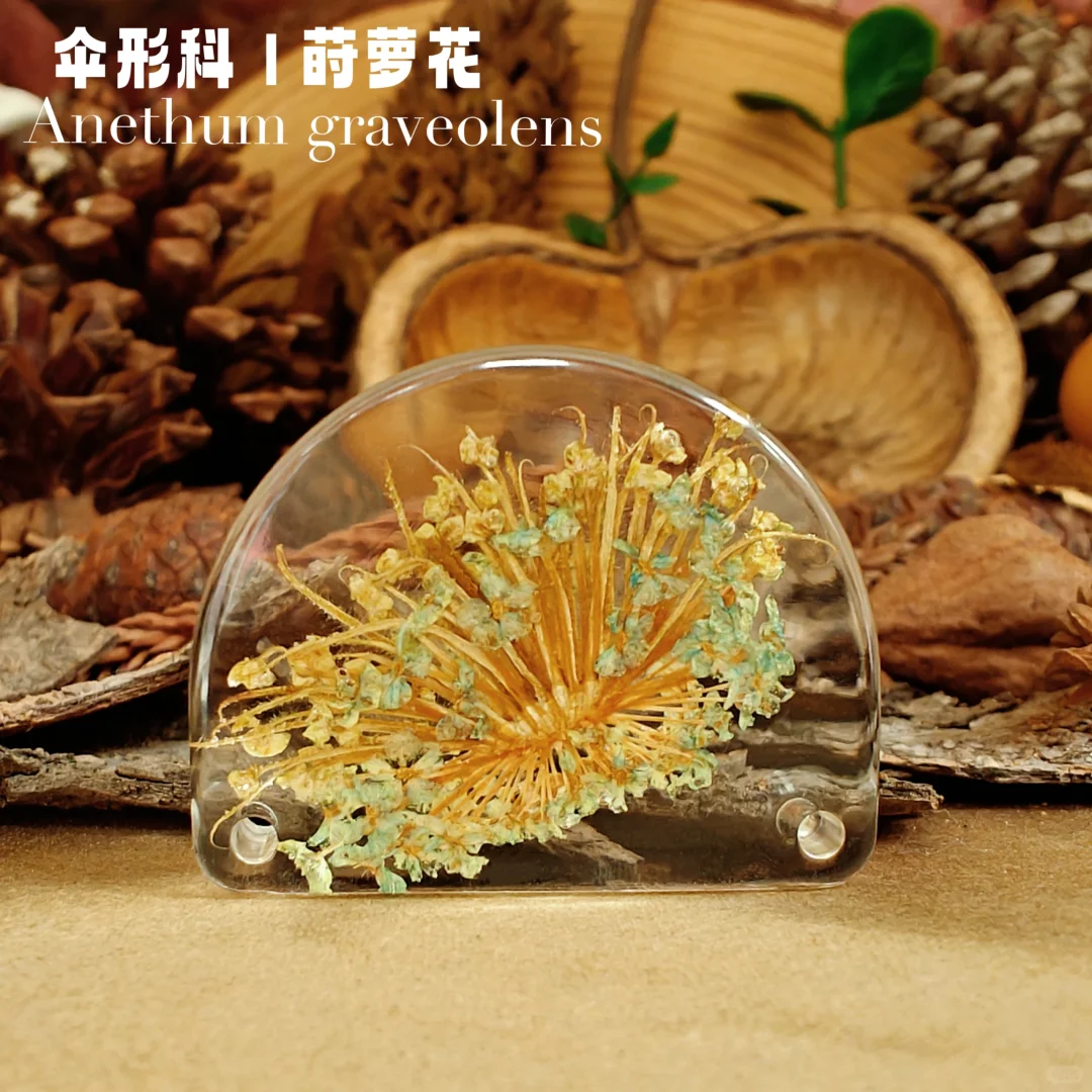 自制｜《手工植物滴胶一》