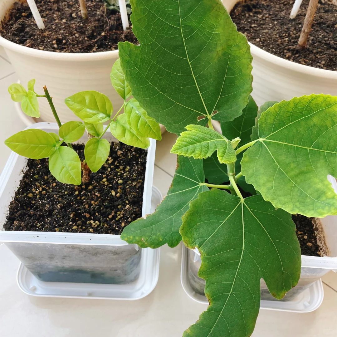 该省的省该花的花-伊利酸奶桶